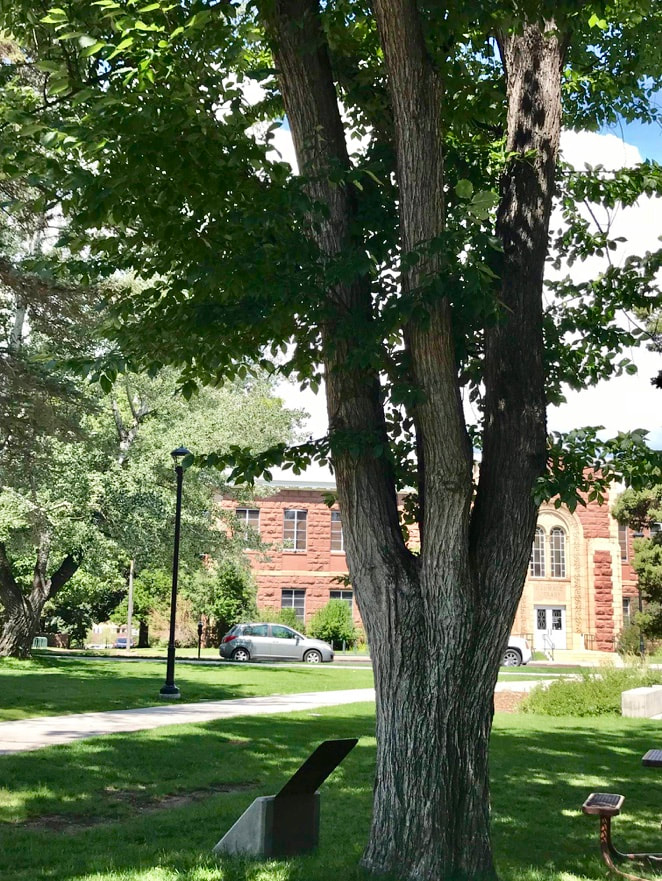 A landscape snapshot of an upright-growing elm tree in a campus setting with a redstone building in the background.