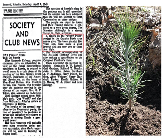 A collage of a newspaper clipping with a “Society and Club News” entry titled “DAR Chapter Hears Talk on Russia” with a paragraph about the Penny Pines. It reads, “A report on the “Penny Pines” project in the Granite Basin area ? was give[n]. The trees, planted five years ago, have made a good growth and are now two or three feet high.