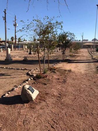 A snapshot of the young trees in a line along a packed dirt walkway.