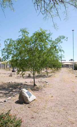 A snapshot of the young trees in a line along a packed dirt walkway, showing three years’ growth.